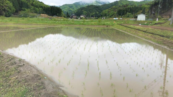 NIPPONIA地域ガイドブログ02　丹波篠山田植え記